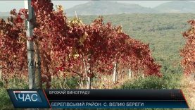 Цьогорічні закарпатські вина обіцяють стати унікальними