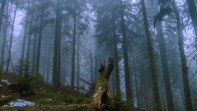 Ліс_під_Петросом,_Карпати,_Україна