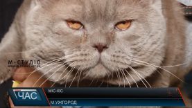 В Ужгороді обрали найгарніших з-поміж трьох десятків котів