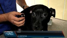 В Ужгороді виявили сказ у домашньої кішки