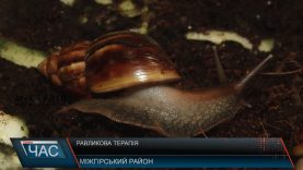 На Міжгірщині можна омолодитися з допомогою равликів