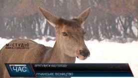 На Іршавщині оленів і козуль рятують від голоду лісівники