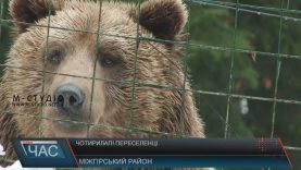 П’ятеро ведемедів із Донеччини оселилися у парку «Синевир»
