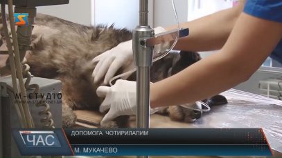 У Мукачеві намагаються знайти баланс між людьми і вуличними собаками