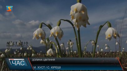 На Закарпатті квітне долина нарцисів білоцвітом та шафраном Гейфеля