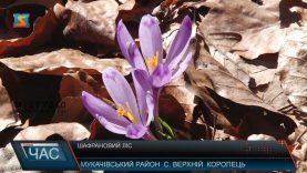 На Закарпатті починають квітнути шафрани