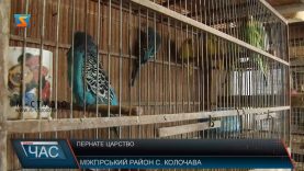 У Міжгірському селі Колочава місцевий мешканець Василь Макар створив справжнє пернате царство