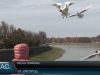 В Ужгороді на Ужі оселились лебеді, дикі качки та чайки