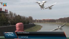 В Ужгороді на Ужі оселились лебеді, дикі качки та чайки