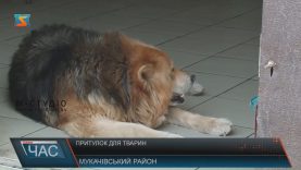 Мукачівське подружжя дає притулок тваринам, що потрапили у халепу