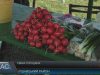 На ринках Закарпаття з’явилася свіжа городина