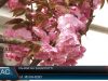 На Закарпатті почали квітнути сакури
