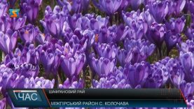 У Колочаві – пік цвітіння шафранів