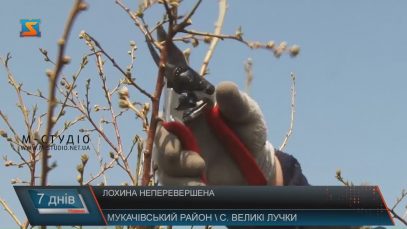 У Великих Лучках ростять лохину на площі 100 гектарів