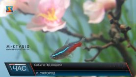 15 сакур під водою зібрали на виставці в Ужгороді