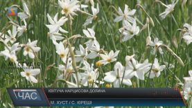 Долина нарцисів на Хустщині розквітла