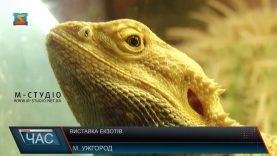 Екзотичних пітонів, варанів та ігуану можна побачити в Ужгороді