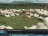 Фестиваль «Бринза Хустщини» вперше відбувся у Горінчеві