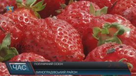 На Виноградівщині полуниця вродила менше, ніж очікували
