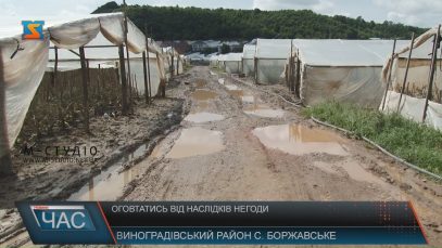 На Виноградівщині після паводку заново почали висаджувати городину