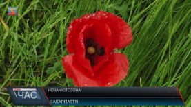 На Закарпатті розквітли маки