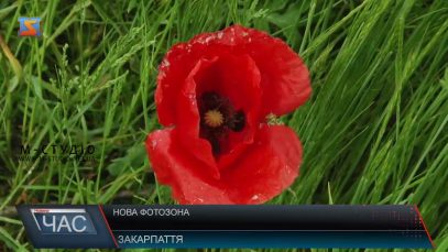 На Закарпатті розквітли маки