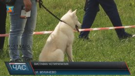Традиційна виставка собак пройшла в Мукачеві