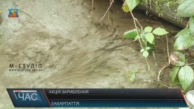 У гірські річки Закарпаття випустили десятки тисяч мальків форелі