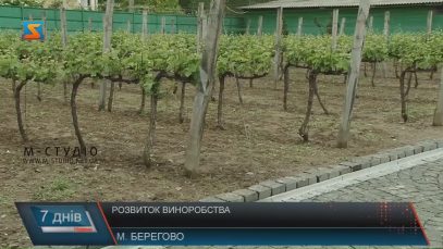 Закарпаття може відродити виноробство за прикладом Франції
