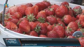 Полуничний сезон на Закарпатті завершується