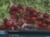 Рання черешня на закарпатських ринках скоро закінчиться