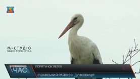 У Дунковиці на Іршавщині селяни врятували родину лелек