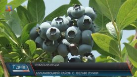 На Мукачівщині знаходиться одна з найбільших в Україні плантацій лохини