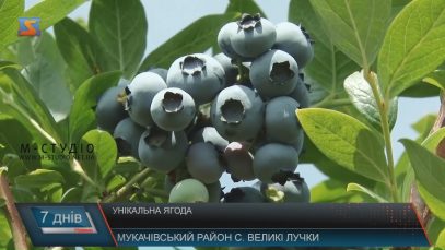 На Мукачівщині знаходиться одна з найбільших в Україні плантацій лохини