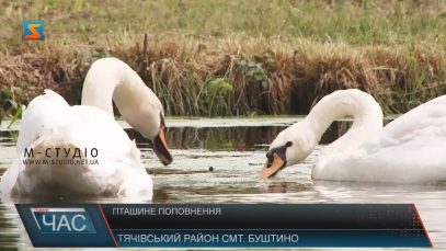 У парку Буштина – пташине поповнення: лебеді та качки-мандаринки