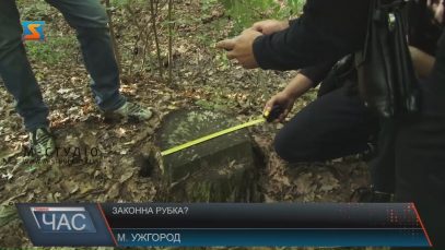В Ужгородському районі міряли пні в лісі, щоб визначити, чи крали там дерева
