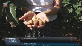 На Чорній горі у Виноградові дозрівають ківі та інжир