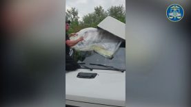 У стелі мікроавтобуса на “Вилоку” знайшли майже 6 тисяч пачок цигарок