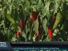 У «столиці паприки» – Великій Доброні дозріває перець