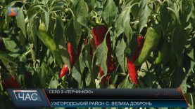 У «столиці паприки» – Великій Доброні дозріває перець