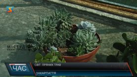 Закарпатка виростила вдома власну оазу з пряних трав