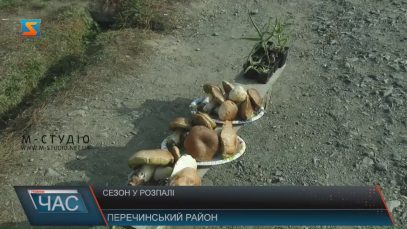 У Перечинському районі в розпалі грибний сезон