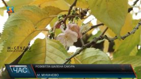 «Шалена» сакура в Мукачеві знову квітне