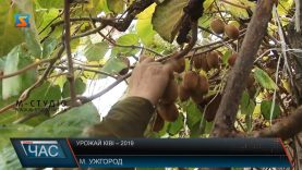 В Ужгороді зібрали цьогорічний урожай ківі
