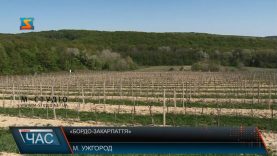 Закарпатські винороби співпрацюватимуть з фахівцями з французького Бордо