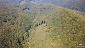 В парку «Зачарований Край» лісівник незаконно зрубав 84 дерева