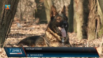 Напади собак