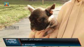 Собака – друг людини?