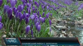 Фіолетове диво