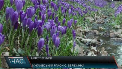 Фіолетове диво